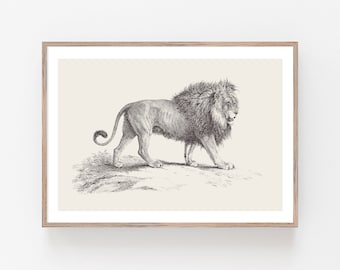 Vintage Lion Drawing Print: Enhanced Wildlife Art (Downloadable)