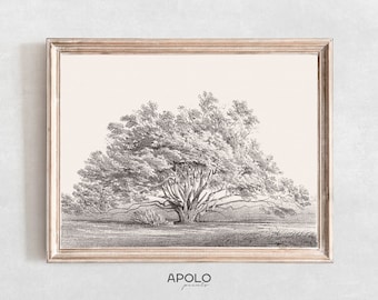 Wide Tree Drawing, Printable Tree Wall Art, Vintage Sketch Enhanced, Digital Farmhouse Print