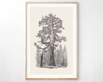 May include: A black and white line drawing of a large tree in a forest. The tree is tall and has many branches. There are smaller trees surrounding the large tree.