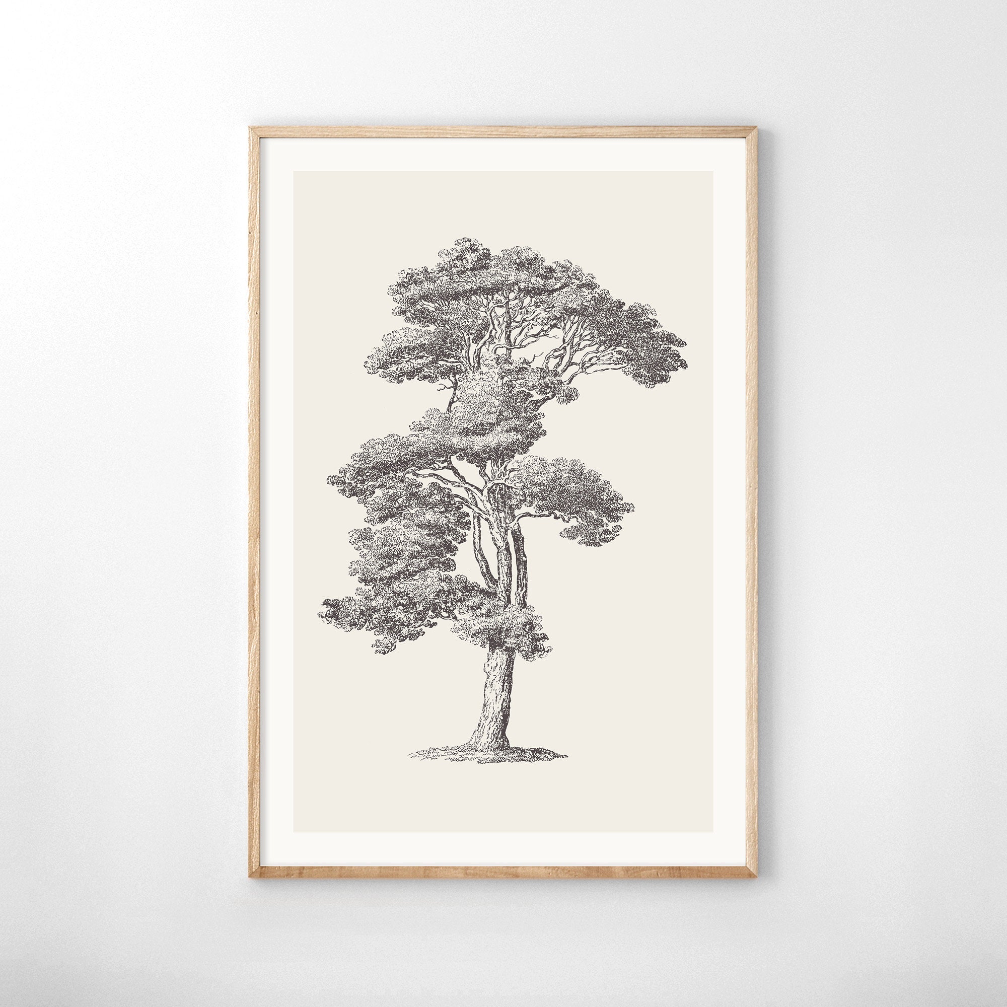 Loblolly Pine Tree Sketch Print Vintage Botanical Drawing - Etsy