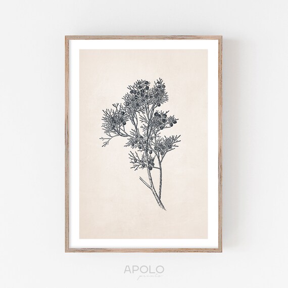 Juniper Branch Botanical Print Vintage Sketch Illustration Etsy