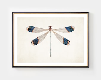 Vintage Dragonfly Art Print: Enhanced Insect Illustration (Digital Download)