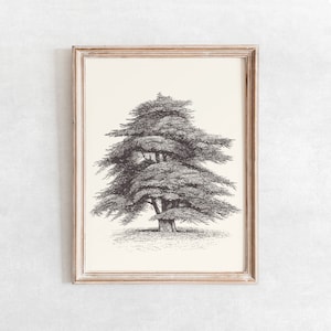 Cedar of Lebanon Tree Sketch Print, Vintage Farmhouse Drawing Enhanced, Printable Wall Art, Digital Print