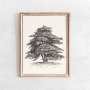 Cedar of Lebanon Tree Sketch Print, Vintage Farmhouse Drawing Enhanced, Printable Wall Art, Digital Print