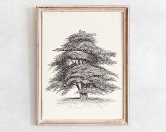 Cedar of Lebanon Tree Sketch Print, Vintage Farmhouse Drawing Enhanced, Printable Wall Art, Digital Print