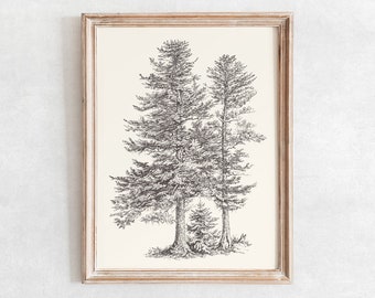 May include: A framed black and white illustration of several tall pine trees. The artwork is a detailed pen and ink drawing, set against a cream-colored background. The frame is made of light-colored wood.