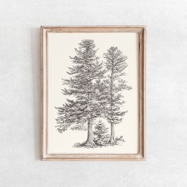 Silver Fir Tree Sketch Print, Vintage Farmhouse Drawing Enhanced, Printable Wall Art, Digital Print