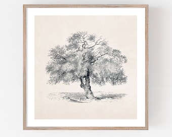 Printable Acacia Tree Sketch, Vintage Drawing Enhanced, Printable Farmhouse Wall Art