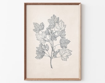 Maple Leaves Print, Printable Vintage Botanical Drawing Enhanced, Botanical Acer Digital Print