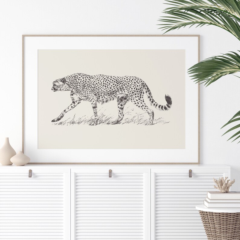 May include: A black and white illustration of a cheetah walking through tall grass. The cheetah is depicted in a realistic style with detailed markings.