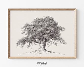 Spring Oak Tree Sketch, Printable Vintage Tree Drawing, Neutral Wall Art, Farmhouse Wall Decor