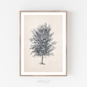 Azarole Tree Sketch Print, Printable Tree Art, Vintage Drawing Enhanced, Neutral Wall Art, Downloadable Print