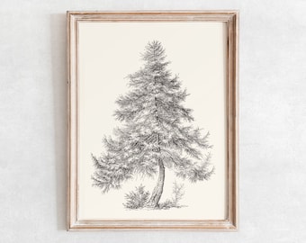 May include: A framed black and white line drawing of a coniferous tree with a thick trunk and branches. The tree is set against a white background.