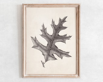 Oak Leaf Print no. 2, Printable Wall Art, Vintage Oak Drawing Enhanced, Botanical Digital Art