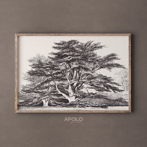 Printable Cedar of Lebanon Tree Sketch, Vintage Tree Drawing Enhanced, Printable Wall Art, Cedar Tree Digital Print