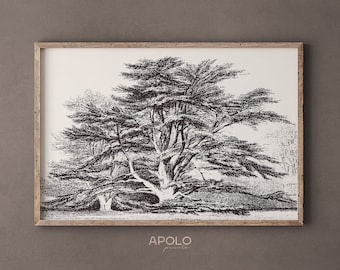 Vintage Cedar of Lebanon Tree Sketch: Printable Wall Art (Digital Print)