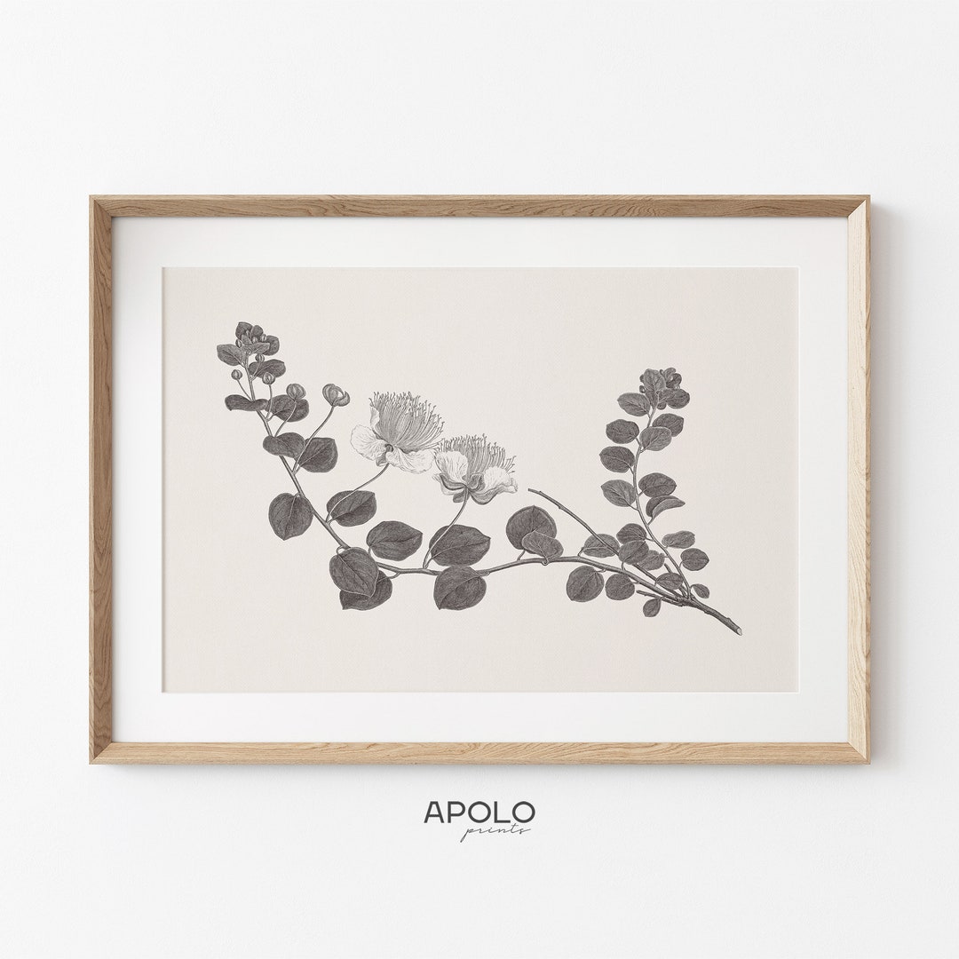Neutral Branch Sketch Print, Printable Botanical Wall Art, Vintage ...
