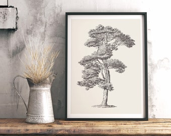 Loblolly Pine Tree Sketch Print, Vintage Botanical Drawing