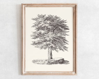 May include: A black and white line drawing of a tree with a thick trunk and many branches. The tree is set against a white background and is framed in a light wood frame.