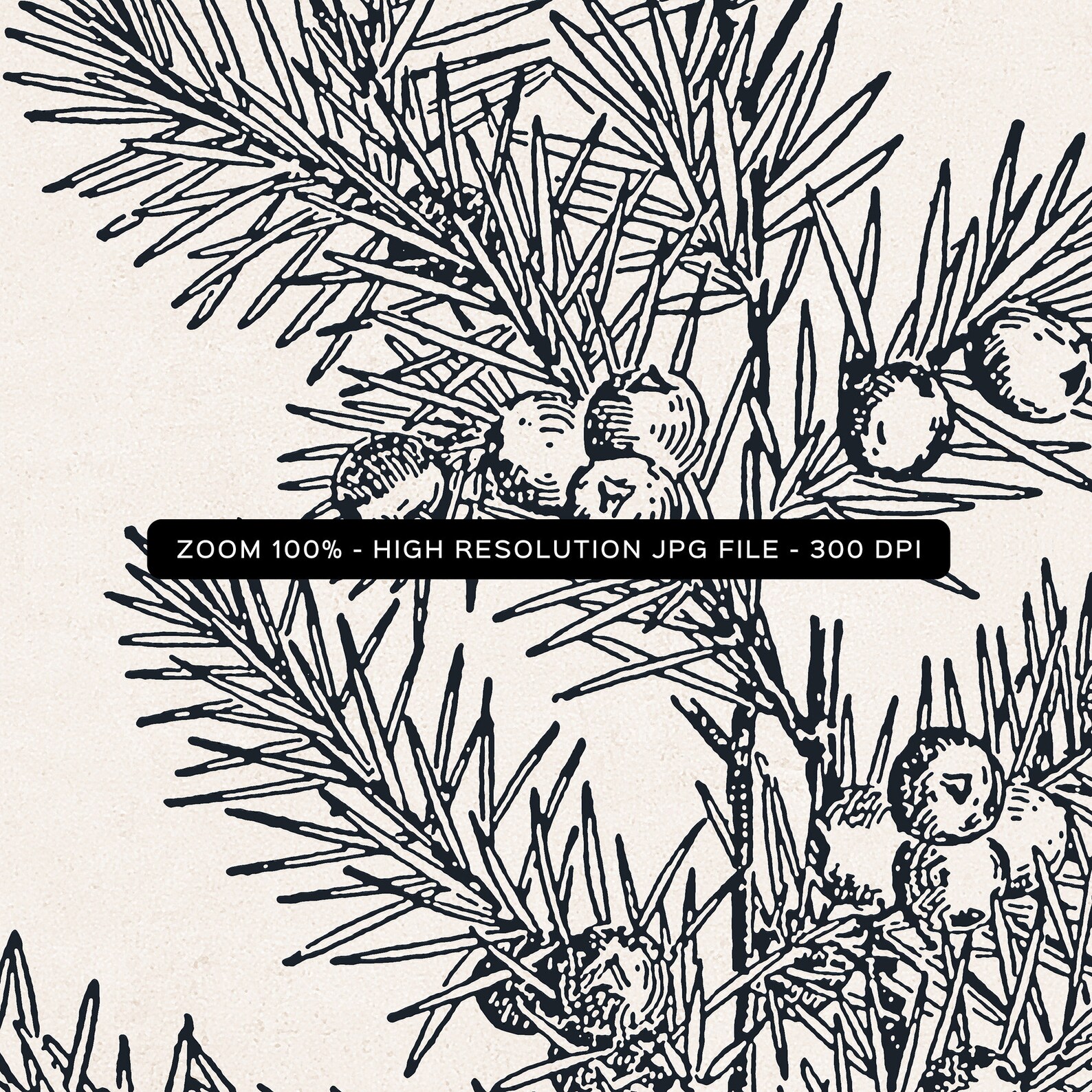 Botanical Print Juniper Printable Art Juniper Branch Print Etsy