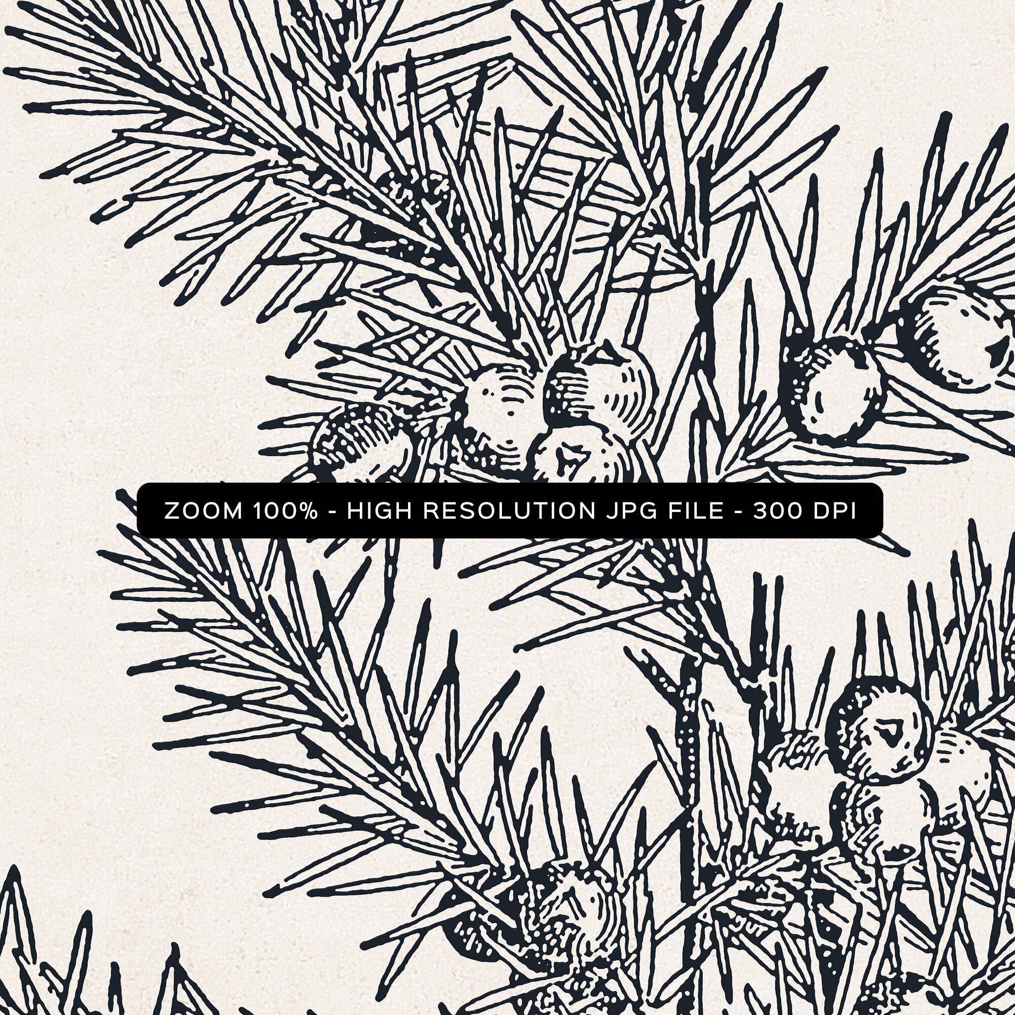 Juniper Branch Print 02 Printable Digital Art Vintage Etsy