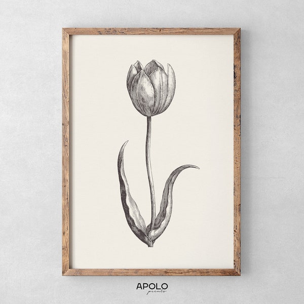 Tulip Flower Print, Minimal Floral Wall Art, Vintage Flower Sketch Enhanced, Etching Printable Wall Art