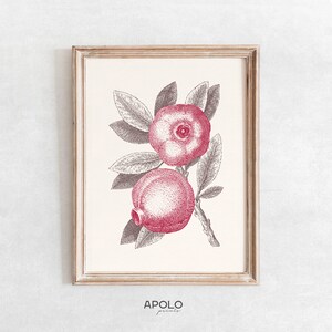 Vintage Pomegranate Botanical Print: Enhanced Kitchen Wall Art (Digital Download)