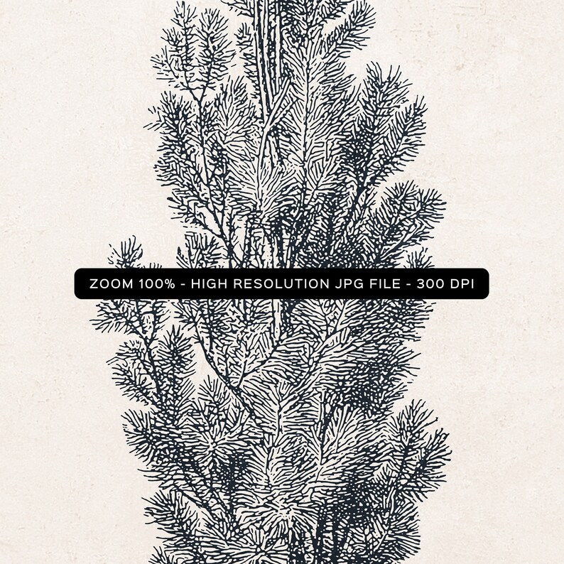 Poplar Tree Print Sketch 04 Vintage Drawing Enhanced Etsy