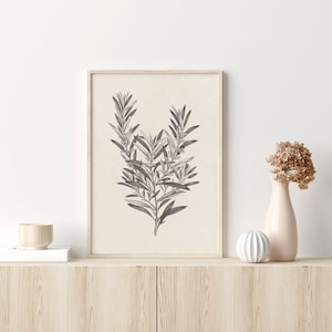 Olive Branch Sketch no. 4, Printable Botanical Art, Vintage Drawing Enhanced, Farmhouse Digital Print