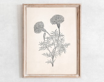 Vintage Marigold Flower Sketch: Botanical Art Print (Digital Download)