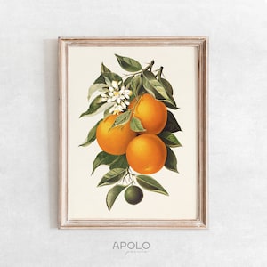 Orange Print, Printable Kitchen Wall Art, Vintage Drawing Enhanced, Downloadable Botanical Print