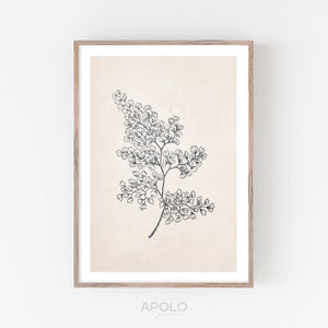 Maidenhair Fern Print, Adiantum Leaf, Vintage Botanical Drawing Enhanced, Printable Digital Art