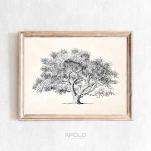 Oak Tree Drawing Print, Printable Wall Art, Vintage Tree Sketch Enhanced, Digital Farmhouse Print