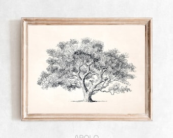 Oak Tree Drawing Print, Printable Wall Art, Vintage Tree Sketch Enhanced, Digital Farmhouse Print