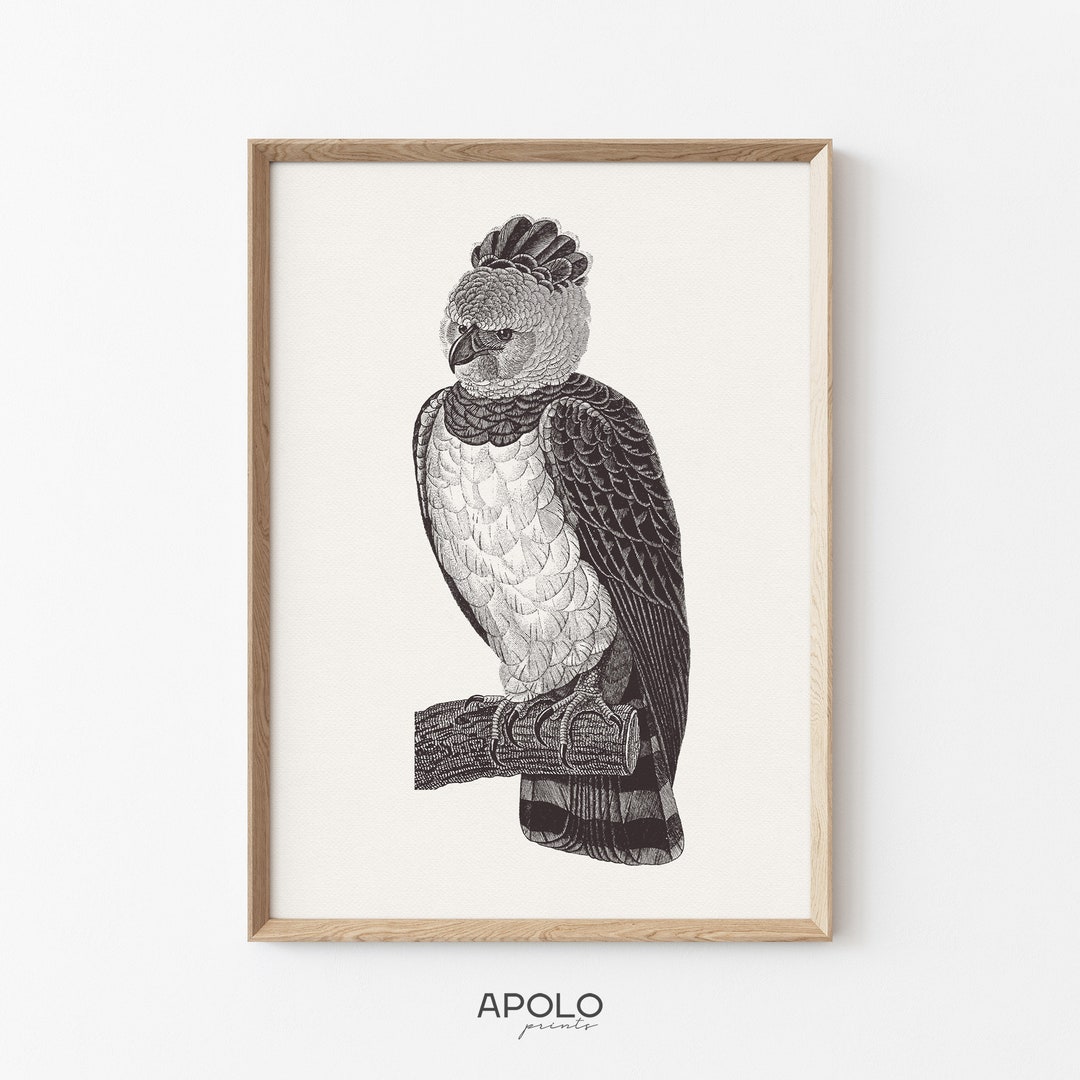 Harpy Eagle Print, Printable Vintage Drawing Enhanced, Birds Digital ...