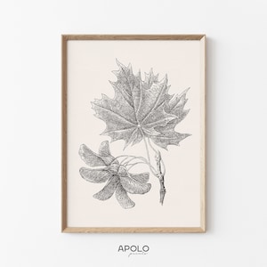 Maple Seeds Print, Printable Wall Art, Vintage Branch Sketch Enhanced, Botanical Digital Print