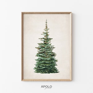 May include: A vintage botanical illustration of a green fir tree with brown branches, framed in a light wood frame.