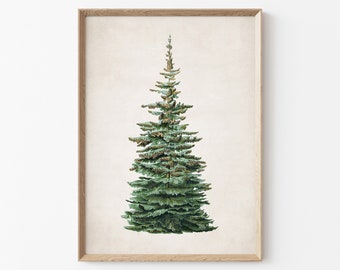 May include: A vintage botanical illustration of a green fir tree with brown branches, framed in a light wood frame.