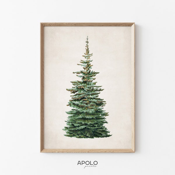 Christmas Tree Print, Printable Wall Art, Silver Fir Pine Tree, Vintage Drawing Enhanced, Digital Print