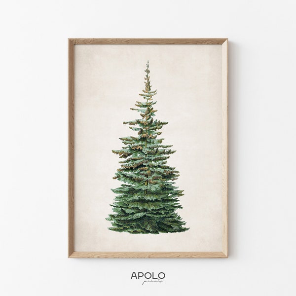 Silver Fir Pine Tree Printable Wall Art, Vintage Drawing Enhanced, Digital Print