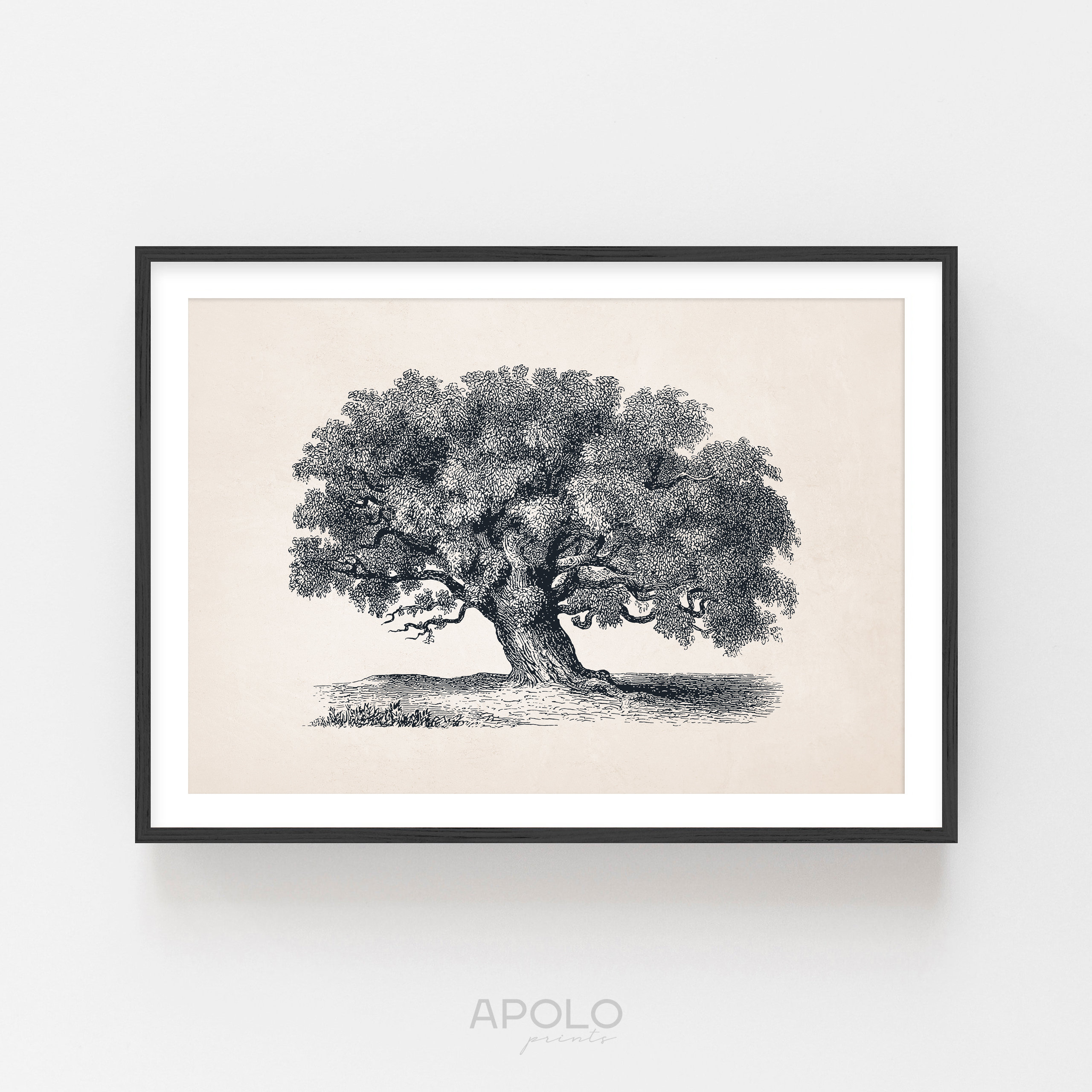 Tamarind Tree Print Sketch 58 Vintage Drawing Enhanced Etsy
