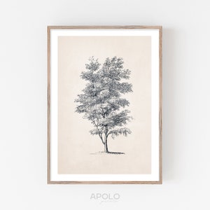 Washington Hawthorn Tree Sketch Print, Vintage Tree Drawing Enhanced, Printable Art