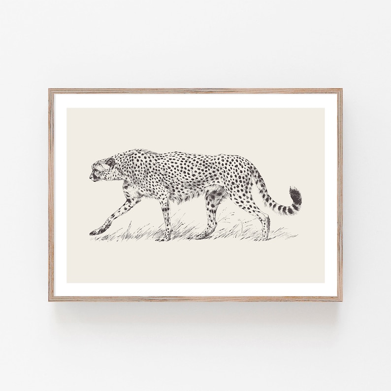 May include: A black and white line drawing of a cheetah walking through tall grass. The cheetah is facing left and has a spotted coat.