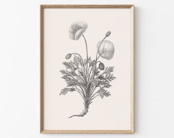 Poppy Flower Sketch, Floral Printable Art, Neutral Wall Art, Vintage Flower Drawing Enhanced, Downloadable Print