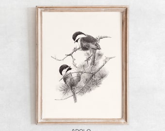Chickadee Print, Printable Birds Wall Art, Vintage Chickadee Drawing Enhanced, Neutral Wall Art, Downloadable Print