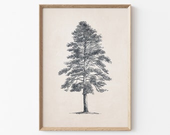 May include: A black and white line drawing of a tall pine tree with a thick trunk and many branches. The tree is set against a cream background and framed in a light wood frame.
