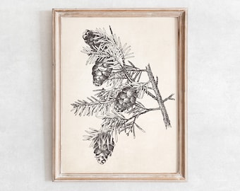 May include: Black and white line drawing of a pine branch with three pine cones. The drawing is framed in a light wood frame.