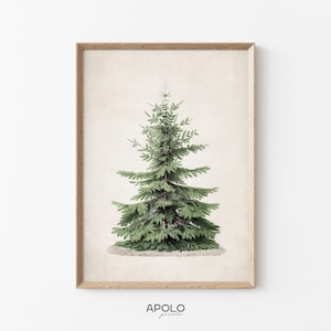 Christmas Tree Print, Nordmann Fir Printable Wall Art, Pine Tree Print, Norway Spruce Tree, Vintage Drawing Enhanced