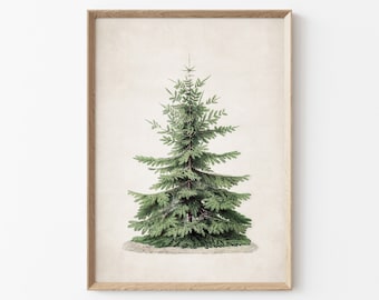 Christmas Tree Print, Nordmann Fir Printable Wall Art, Pine Tree Print, Norway Spruce Tree, Vintage Drawing Enhanced