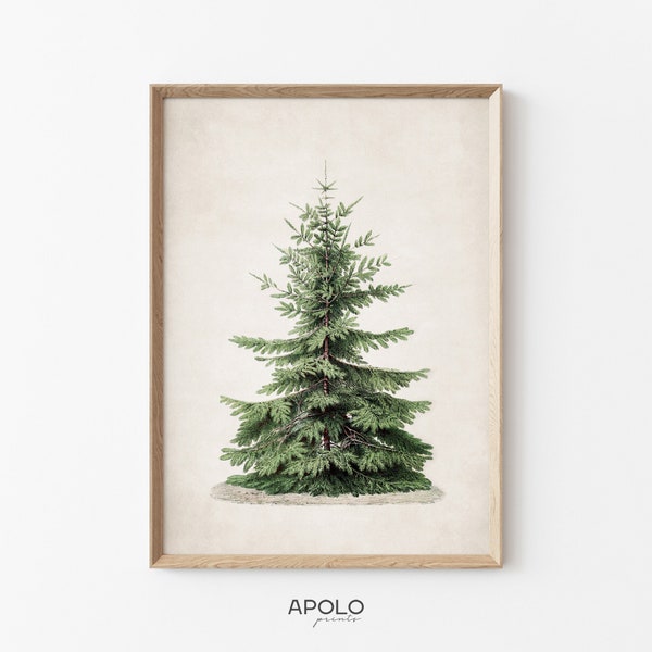 Christmas Tree Print, Nordmann Fir Printable Wall Art, Pine Tree Print, Norway Spruce Tree, Vintage Drawing Enhanced